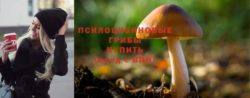 мега зеркало  Аша  Галлюциногенные грибы Psilocybine cubensis 